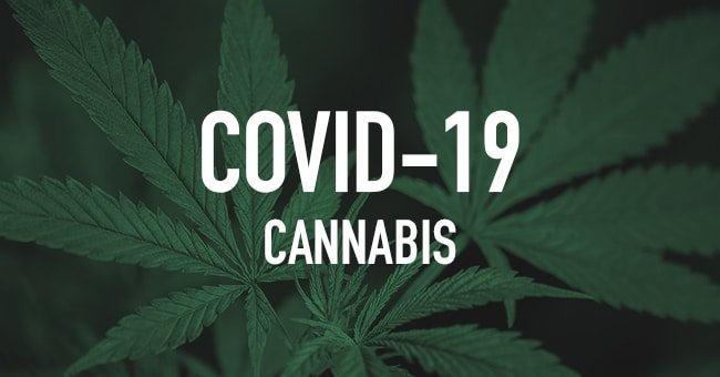 Breaking: Does CBD Block COVID-19? Oregon State Study Looks Promising