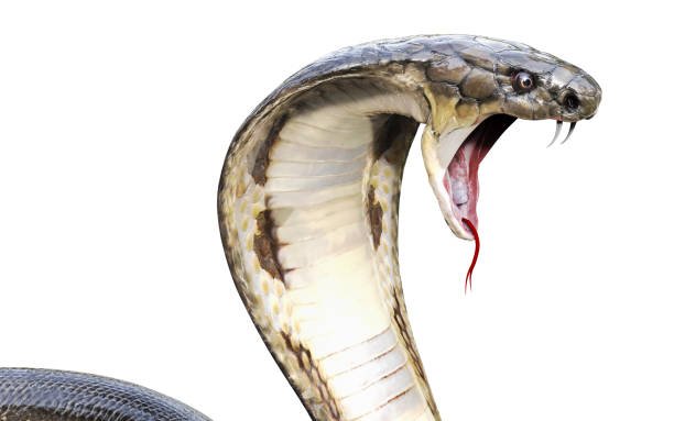cobra snake face
