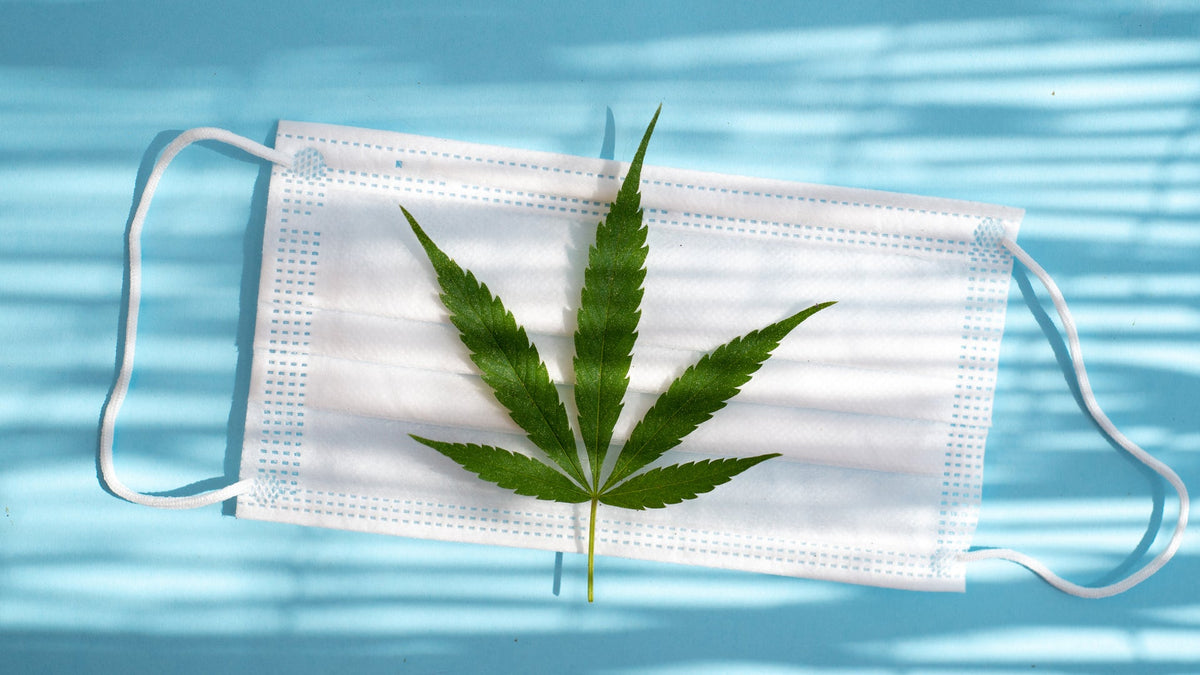 New Study: CBD May Be Effective Treatment in Covid Cases