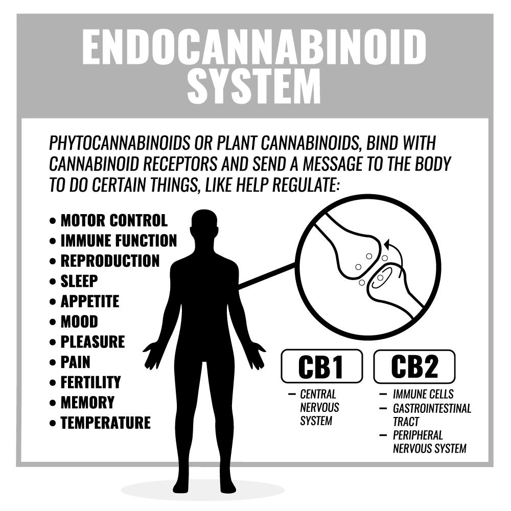 Stop Your Wondering: Here Are Some FAQs on Kill Cliff's CBD - Kill Cliff