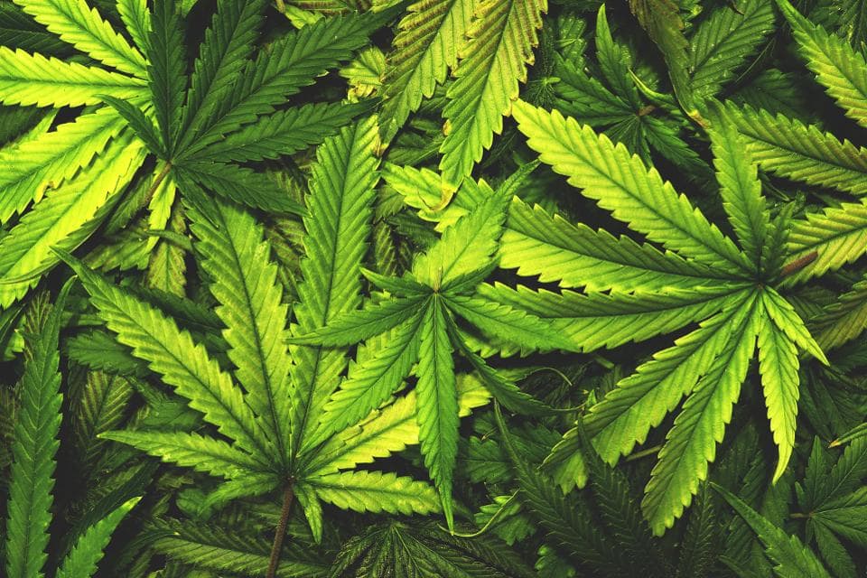 ABCs of CBD: Why Does Kill Cliff CBD Use Broad Spectrum Hemp?