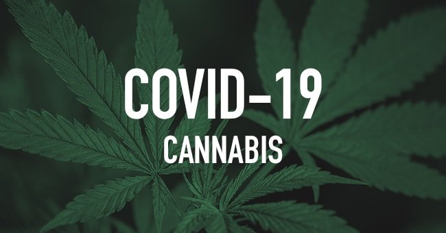 Breaking: Does CBD Block COVID-19? Oregon State Study Looks Promising - Kill Cliff