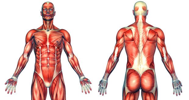 CBD and Its Effect on Muscles