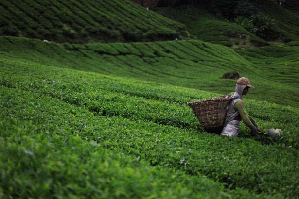 Green Tea Caffeine vs. Synthetic Caffeine