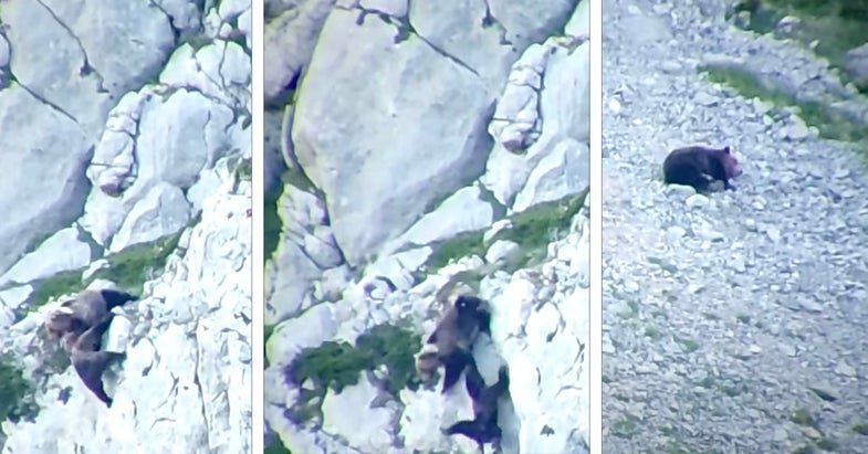 Here’s Your Kill Cliff ‘Bears on Cliff Fight’ of the Week