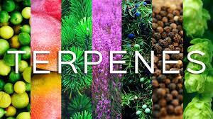 What’s a Terpene? And Why Does Kill Cliff Keep Them in the Mix?